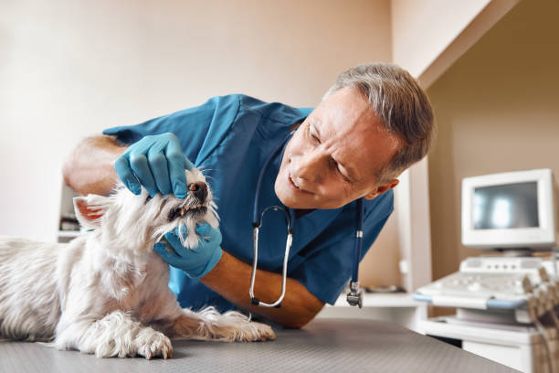 Best Weekend Emergency Dentist in Frostburg, MD